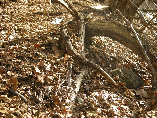 palchi raccolti